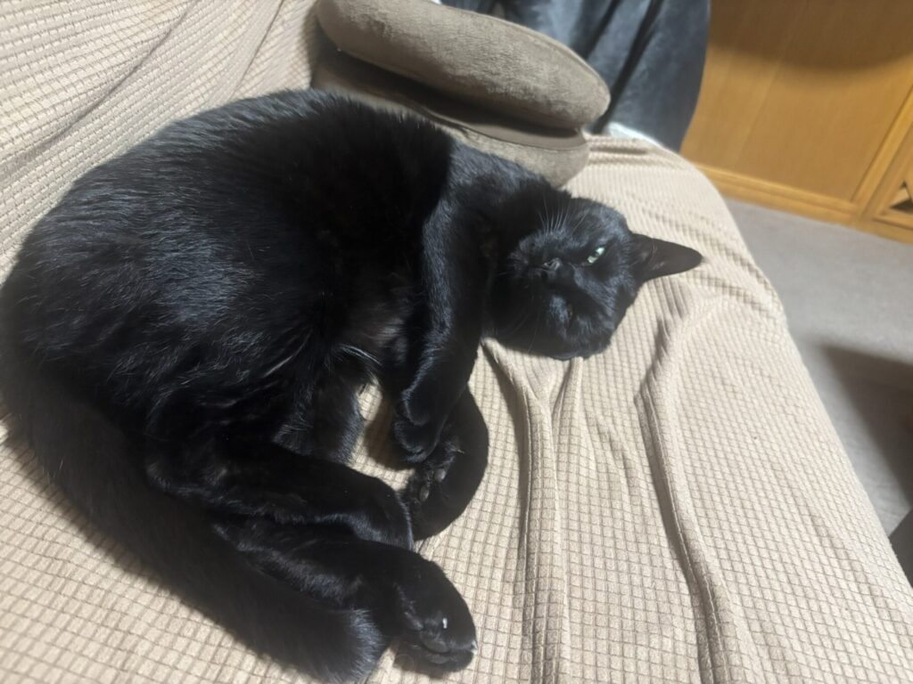 黒猫てん君がくつろいでる様子