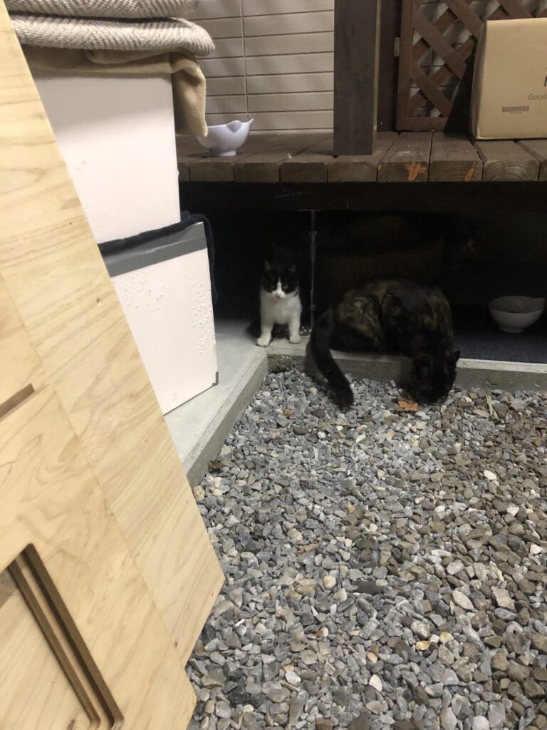母猫と一緒に庭に現れたばかりの子猫ふぅちゃんの様子