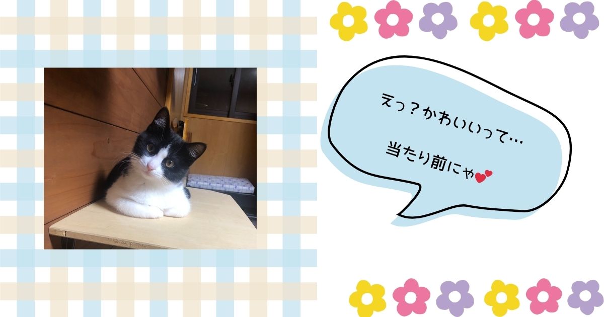 キャットタワーの上でカメラ目線を送るふぅちゃん。前足を揃えてちょこんと座っている姿が愛らしいアイキャッチ画像