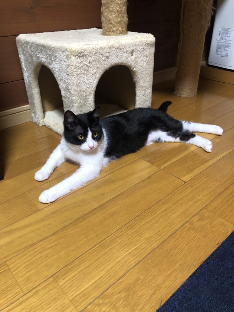 リラックスして床にくつろぐふぅちゃんの横顔