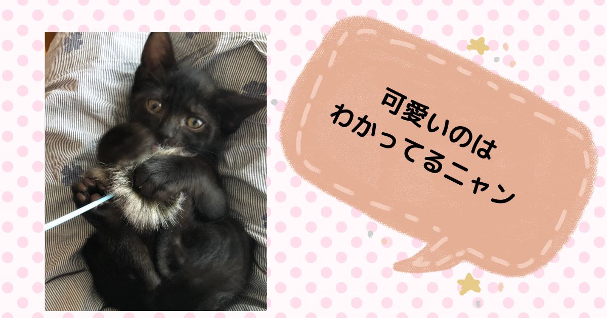 おもちゃを抱える黒猫のにこちゃんが「可愛いのは わかってるニャン」とつぶやく吹き出し入り画像