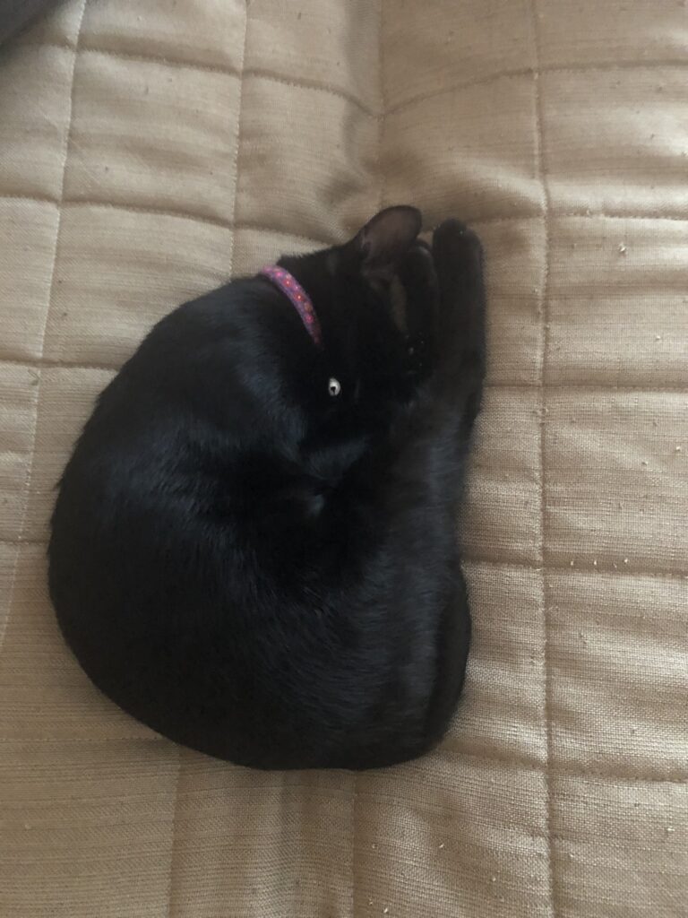 黒猫にこちゃんが体操選手のようにきれいに足をピンと伸ばしている写真