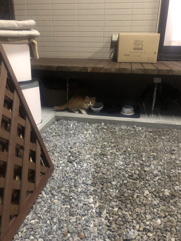 ごはんだけ食べにきた、警戒心強めの茶トラ子猫らい君