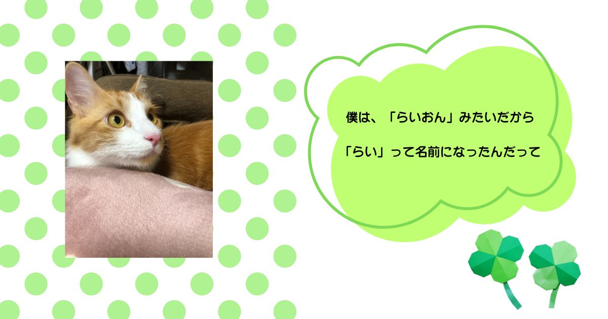 ピンクのクッションにあごを乗せて、まんまるな瞳で見つめるらい君のアップ