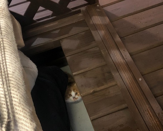 そっと見上げる、目が合った瞬間のらい君