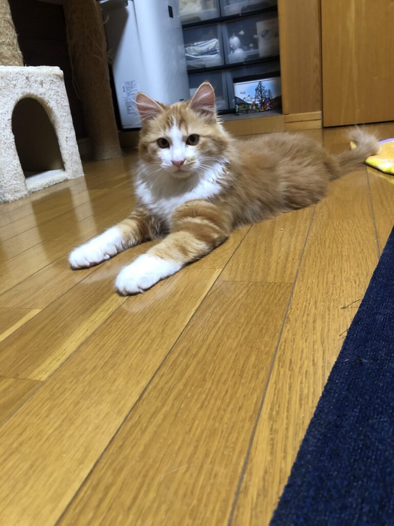 家の中で落ち着いて座る、成長した茶トラのらい君