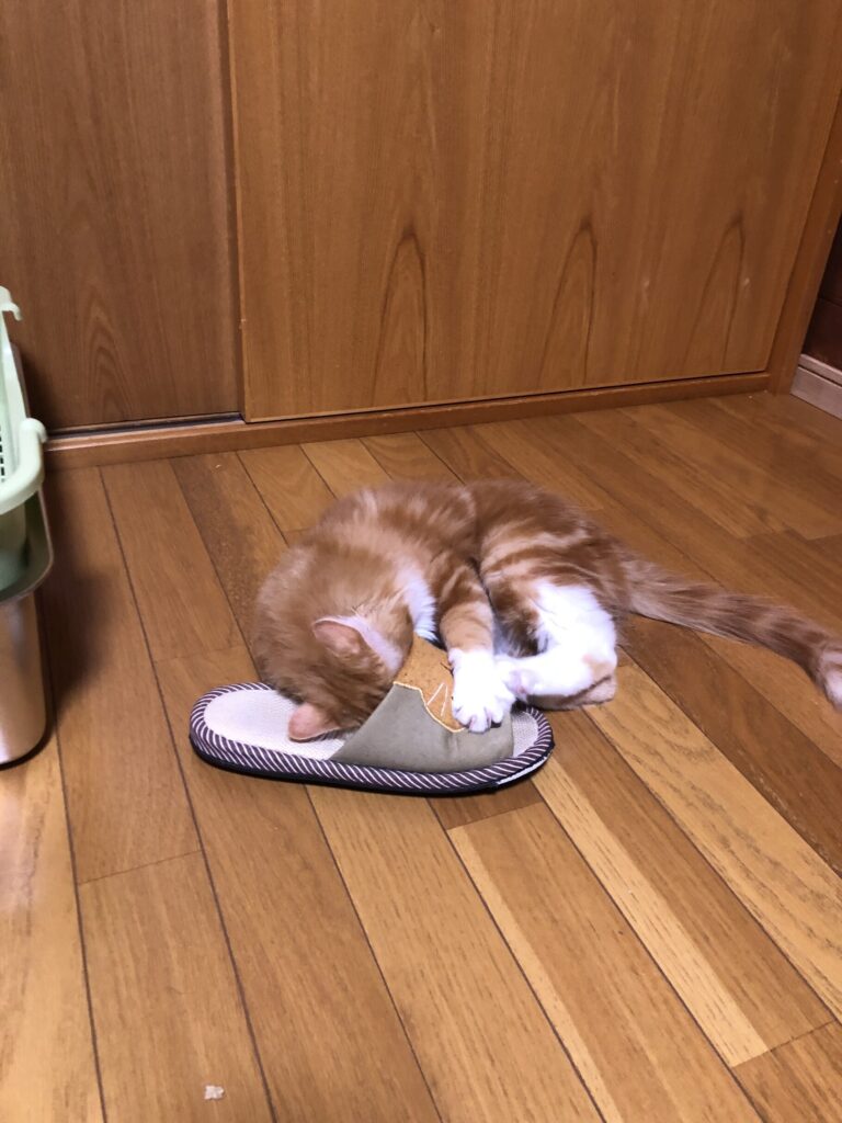 スリッパにじゃれているらい君。遊びモード全開!