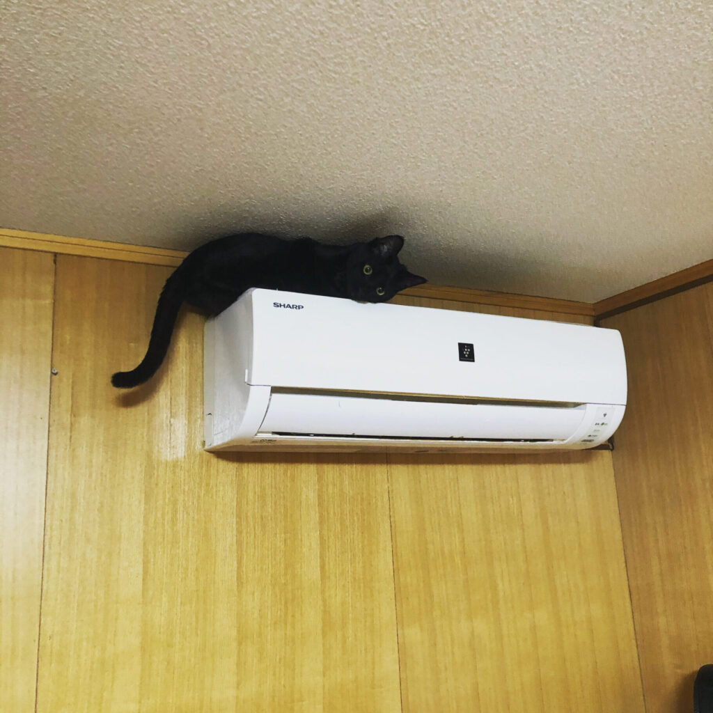 エアコンと天井のすき間でくつろぐてん君の隠れ家風景