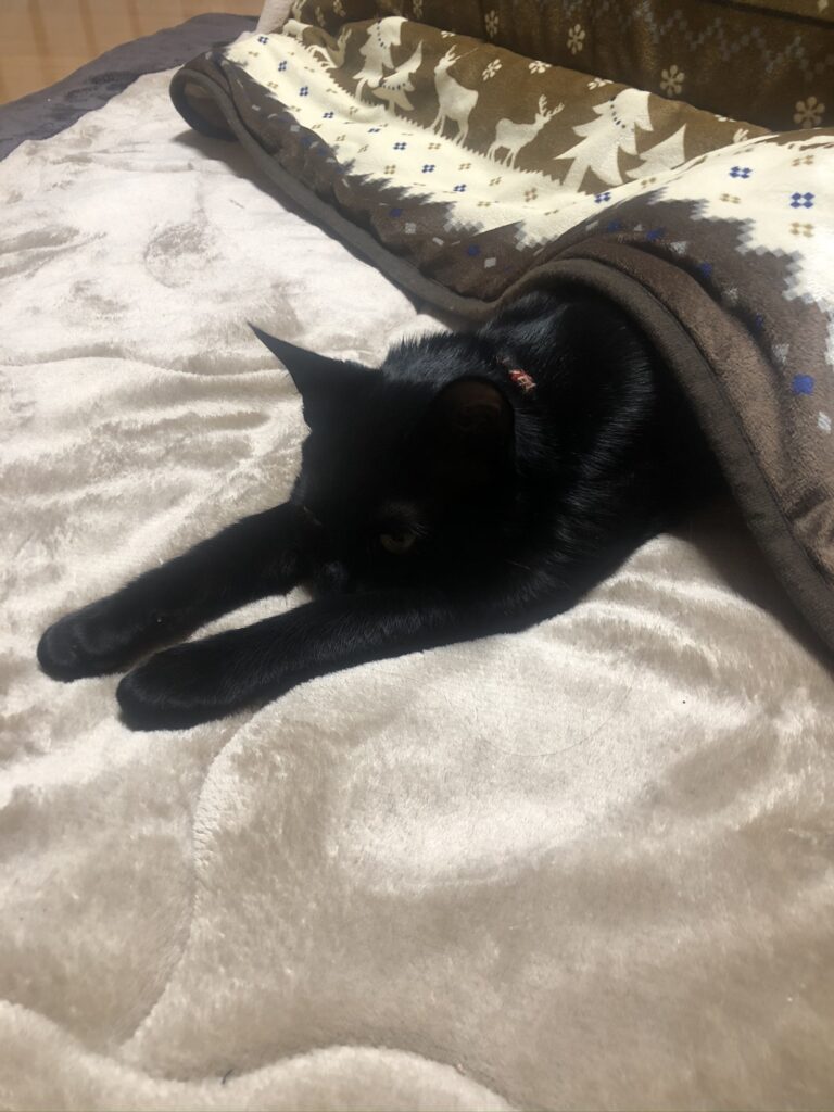 「こたつでのびる黒猫てん君」