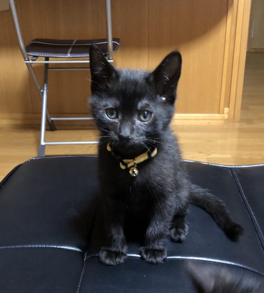 てん君がカメラ目線で座っている記念写真