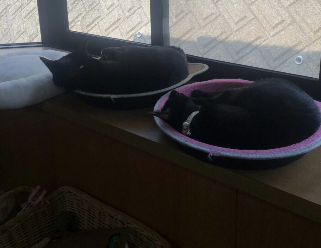 並んだ猫ベッドでお昼寝する黒猫のてんとにこ