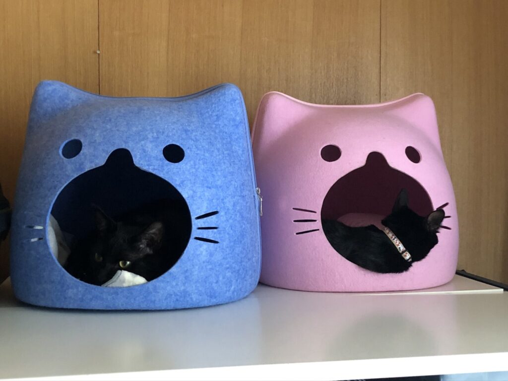青とピンクのネコ型ハウスにそれぞれ入る黒猫たち