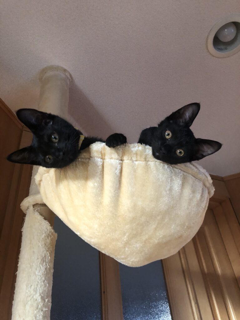 キャットタワーのハンモックから仲良く顔を出す黒猫てん&にこがこちらを見つめている様