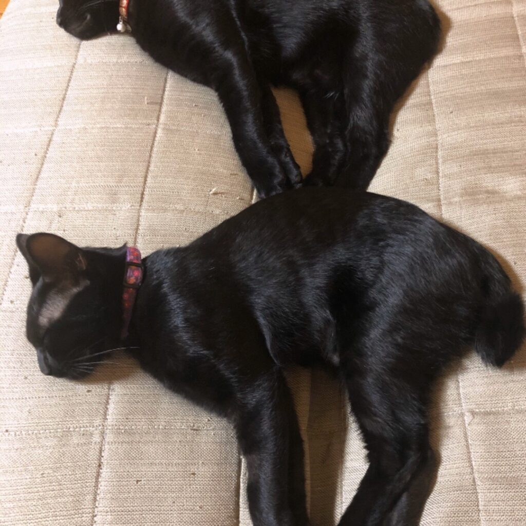 カーペットの上でシンクロポーズを決める黒猫たち
