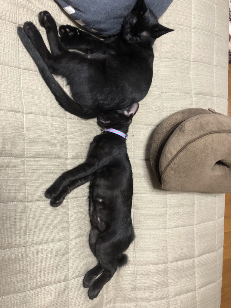 黒猫てんがにこのお尻に顔をうずめて寄り添いながら寝ている様子。信頼しきった安心感。