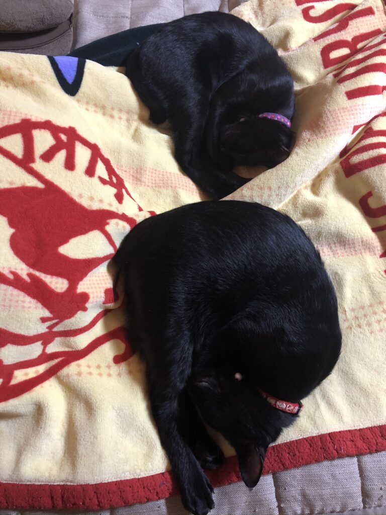 寝相までリンクしているシンメトリーな黒猫ツーショット
