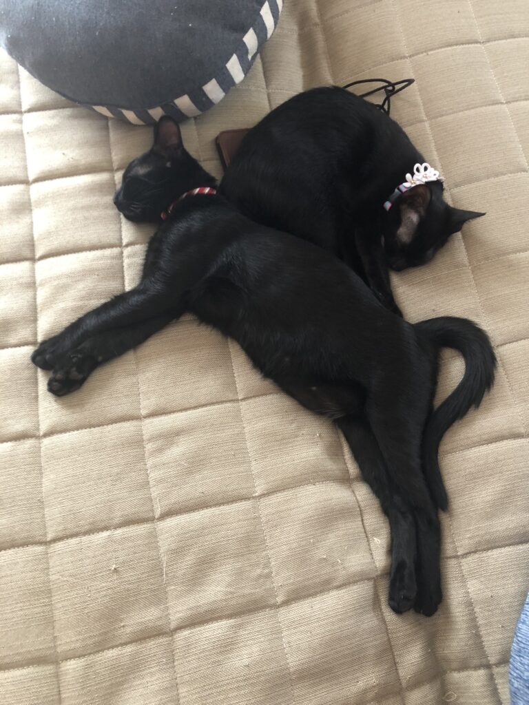 ティアラとリボンの首輪をつけて寄り添って寝る黒猫てん&にこのツーショット